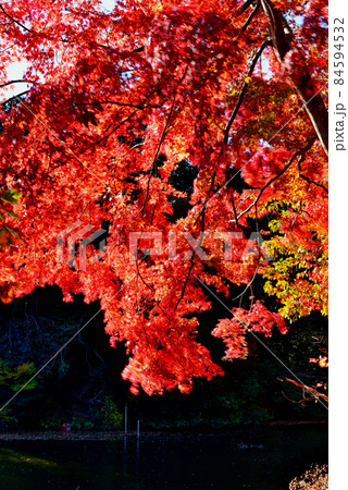 神奈川県震生湖　紅葉の風景 84594532