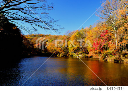 神奈川県震生湖 紅葉の風景 神奈川県震生湖 紅葉の風景 84594554