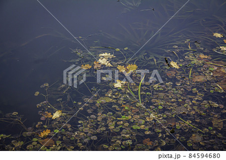 Autumn wilt of forest lake plants Autumn wilt of forest lake plants 84594680