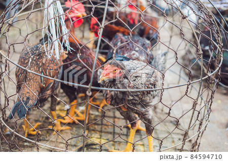 Chicken sold in the Vietnamese market. Asian food concept Chicken sold in the Vietnamese market. Asian food concept 84594710