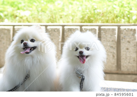 可愛い白いポメラニアン 84595601