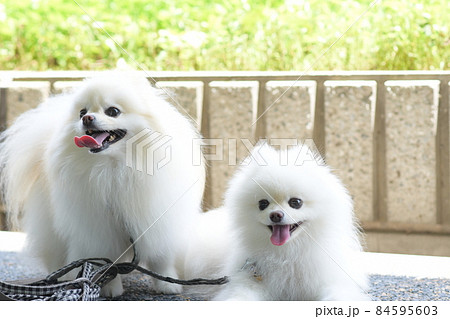 可愛い2匹の白いポメラニアン 84595603