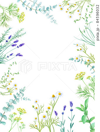ハーブ(カモミール、ミント、ラベンダー、ユーカリ)の水彩イラスト。ハーバルフレーム装飾。縦型。 ハーブ(カモミール、ミント、ラベンダー、ユーカリ)の水彩イラスト。ハーバルフレーム装飾。縦型。 84596032