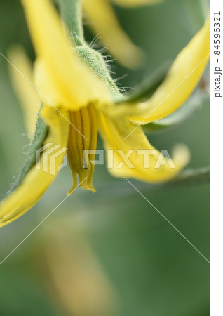 花 花 84596321