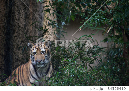 子とら 子とら 84596410