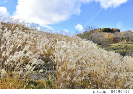 【秋イメージ】ススキのある風景 【秋イメージ】ススキのある風景 84596415