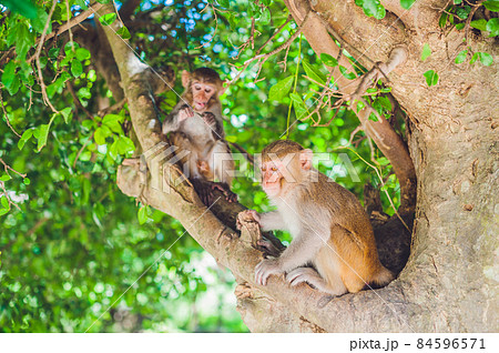 Macaque monkey sitting on the tree. Monkey Island, Vietnam 84596571