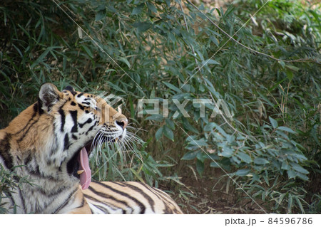 あくびするとら 84596786