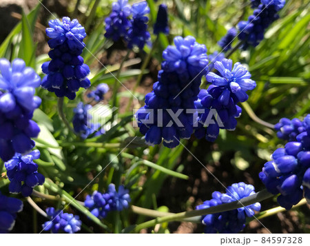 Bright blue little flowers among the greenery in the park Bright blue little flowers among the greenery in the park 84597328