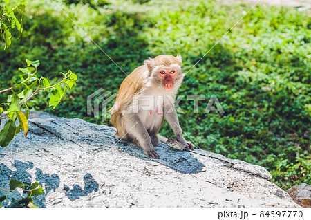 Macaque monkey sitting the tree. Monkey Island, Vietnam Macaque monkey sitting the tree. Monkey Island, Vietnam 84597770