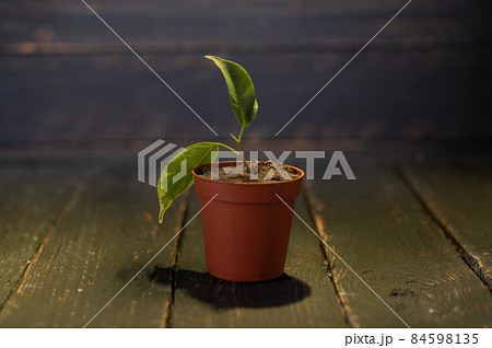 Brown plastic flowerpot. Plant in a flowerpot. Low key. 84598135