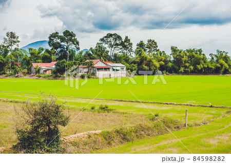 Rice field green grass blue sky cloud cloudy landscape background Rice field green grass blue sky cloud cloudy landscape background 84598282