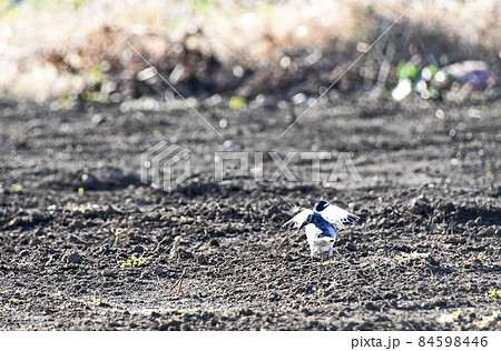 羽根を広げて後ろを向くハクセキレイ（白鶺鴒） 84598446