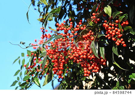 ナンテン(南天) ナンテン(南天) 84598744