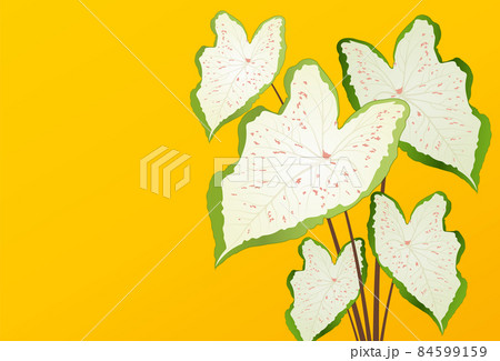 Vector tropical caladium leaf banner on yellow background. Exotic botanical design. Modern simple nature graphic elements. Suit for poster, banner, flyer, brochure, website. Vector illustration 84599159