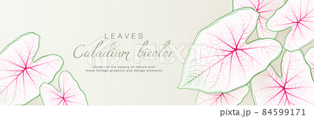 Caladium bicolor leaf horizontal banner design with tropical nature background. Exotic botanical template elements with space for your text. Suit for poster, cosmetics, perfume, health care products 84599171