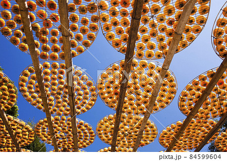 Process of Making Dried Persimmon during Windy Autumn in Hsinpu (With Chinese Name of the Factory"Wei Wei Gia") , Hsinchu, Taiwan. 84599604