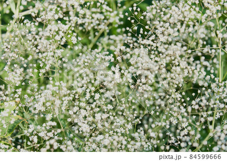 庭に咲くカスミソウの花 庭に咲くカスミソウの花 84599666