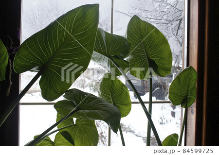 Beautiful leaves of Calla on the background of a window with a winter landscape. Zantedeschia, arum lily. 84599725