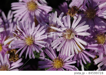 Violet flowers of New York Aster with drops of dew. Aster Novi-Belgii. Michaelmas Daisy. Erigeron glaucus or Sea Breeze plant. 84599728
