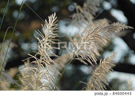 Flower grasses while wind blow with sunset sky in the evening. Flower grasses while wind blow with sunset sky in the evening. 84600443