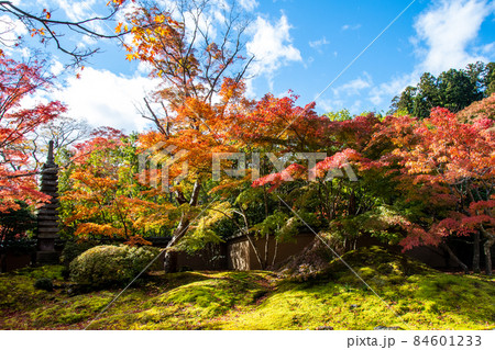 日本遺産 松島 円通寺 石庭の紅葉 日本遺産 松島 円通寺 石庭の紅葉 84601233