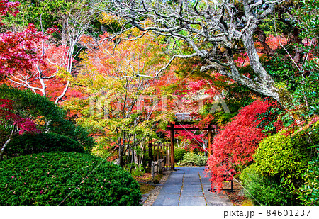 日本遺産 松島 円通寺 中門の紅葉の写真素材