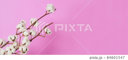Natural Cotton flowers. Real delicate soft and gentle natural white cotton balls flower branches and pink background. Flowers composition. japan minimal style. nature cotton material for clothes. Natural Cotton flowers. Real delicate soft and gentle natural white cotton balls flower branches and pink background. Flowers composition. japan minimal style. nature cotton material for clothes. 84601547