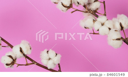 Natural Cotton flowers. Real delicate soft and gentle natural white cotton balls flower branches and pink background. Flowers composition. japan minimal style. nature cotton material for clothes. 84601549