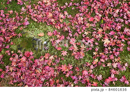 日本遺産 松島 円通寺 苔に積もる楓の落ち葉 日本遺産 松島 円通寺 苔に積もる楓の落ち葉 84601636
