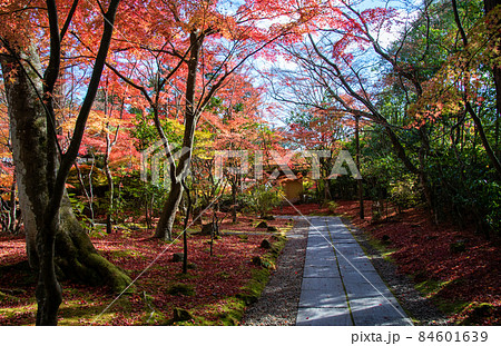 日本遺産 松島 円通寺 参道の紅葉の写真素材