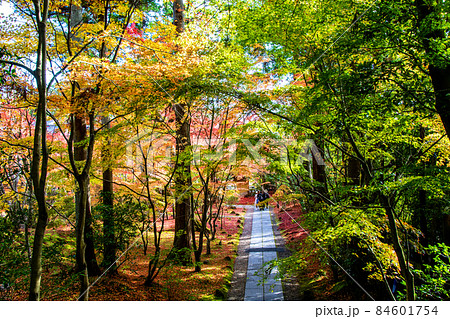 風景、青空、日本三景、日本遺産、松島、晩秋、錦秋、紅葉、寺社仏閣、菩提寺、円通院、伊達藩、政宗、二代 84601754