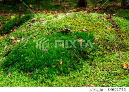 日本遺産 松島 円通寺 光宗公の霊廟三慧殿(御霊屋)の前の苔 日本遺産 松島 円通寺 光宗公の霊廟三慧殿(御霊屋)の前の苔 84601756