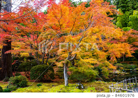 日本遺産 松島 円通寺 小堀遠州作の庭 日本遺産 松島 円通寺 小堀遠州作の庭 84601976