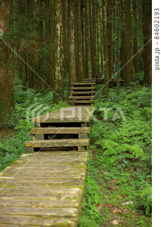 林 森 樹林 84602193