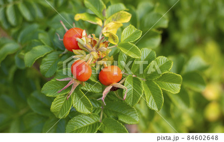 Red rosehip berries in a vegetable garden. Red rosehip berries on a branch. In the garden in early autumn. Medicine and healthy lifestyle concept. Red rosehip berries in a vegetable garden. Red rosehip berries on a branch. In the garden in early autumn. Medicine and healthy lifestyle concept. 84602648