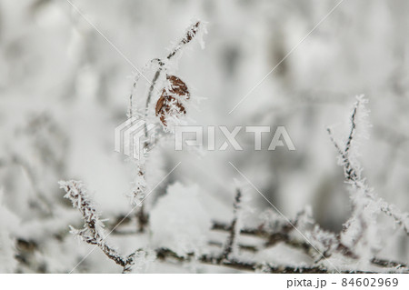 Winter forest full in snow and frosting Winter forest full in snow and frosting 84602969