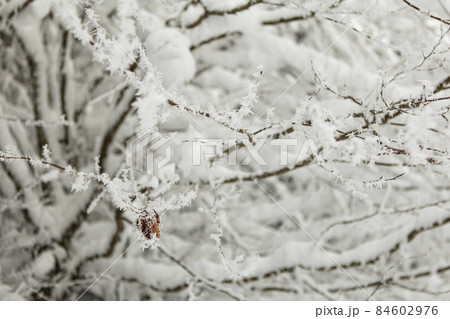 Winter forest full in snow and frosting 84602976