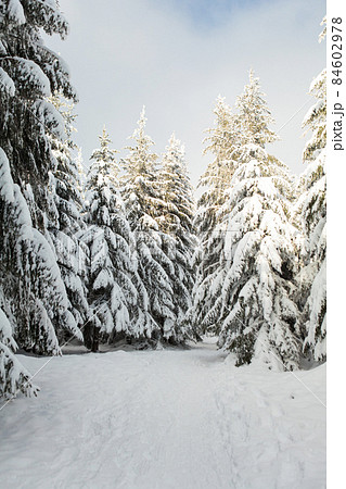 Winter forest full in snow and frosting 84602978
