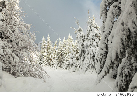 Winter forest full in snow and frosting 84602980