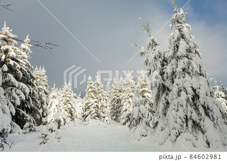 Winter forest full in snow and frosting 84602981