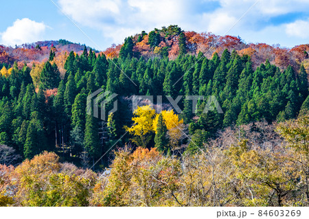 仙台市　定義　浄土宗極楽山西方寺　常緑の杉林と紅葉 84603269