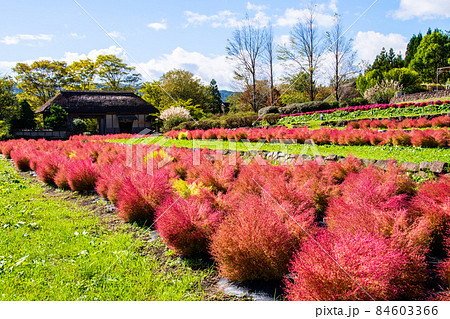 国営みちのく杜の湖畔公園 ふるさと村 宮城県の古民家・長屋門の前の段々畑で色い付くコキア 国営みちのく杜の湖畔公園 ふるさと村 宮城県の古民家・長屋門の前の段々畑で色い付くコキア 84603366
