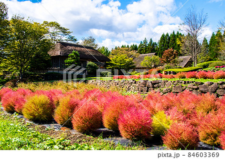 国営みちのく杜の湖畔公園　ふるさと村　宮城県の古民家・長屋門の前の段々畑で色い付くコキア 84603369