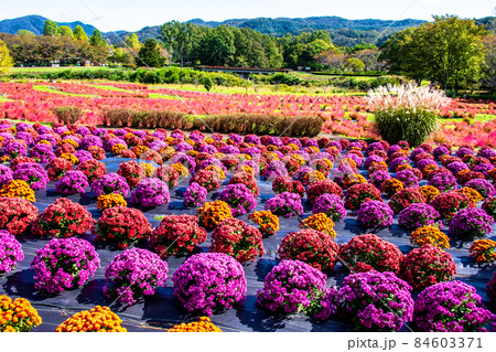 国営みちのく杜の湖畔公園　ふるさと村　段々畑　咲き誇る色鮮やかなマムとコキア 84603371