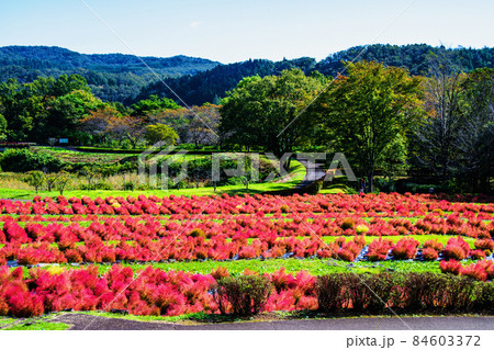 国営みちのく杜の湖畔公園　ふるさと村　段々畑で色い付くコキア 84603372