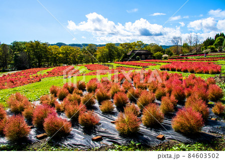 国営みちのく杜の湖畔公園 ふるさと村 宮城県の古民家・長屋門の前の段々畑で色い付くコキア 国営みちのく杜の湖畔公園 ふるさと村 宮城県の古民家・長屋門の前の段々畑で色い付くコキア 84603502