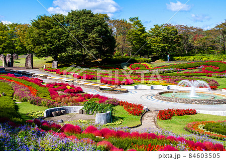 国営みちのく杜の湖畔公園　彩の広場の色づくコキアと噴水　 84603505