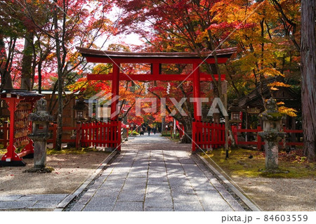 紅葉の時期の大原野神社 三の鳥居 紅葉の時期の大原野神社 三の鳥居 84603559