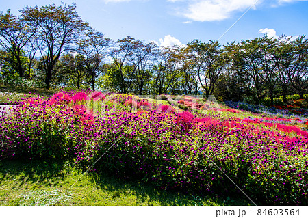 国営みちのく杜の湖畔公園　彩の広場のセンニチコウと色づくコキア 84603564